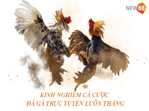 Kinh nghiệm cá cược đá gà trực tuyến cho người mới