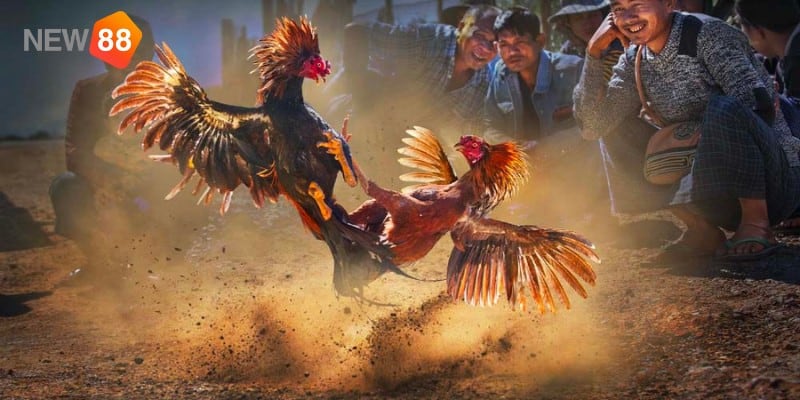 Cách xem vảy gà tốt xấu chính xác Cách xem vảy gà tốt xấu chính xác